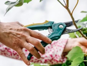 本周必须修剪花园植物，以避免疾病传播